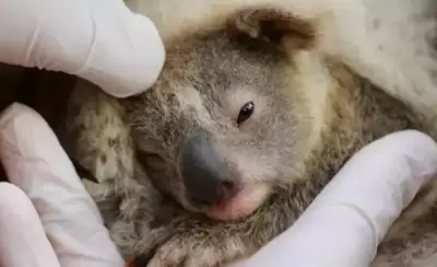 koala bebe