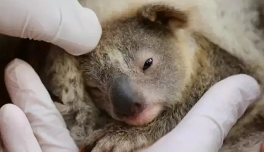 koala bebe