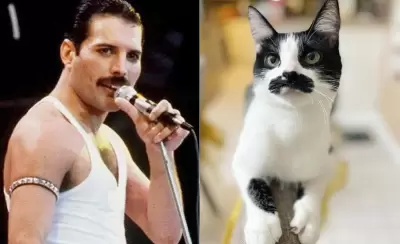 freddie-gata