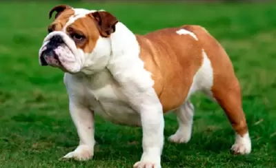 como-hacer-que-su-bulldog-ingles-sea-mas-musculoso