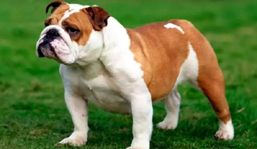 como-hacer-que-su-bulldog-ingles-sea-mas-musculoso